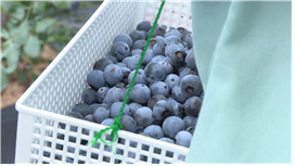 백세농업 이미지