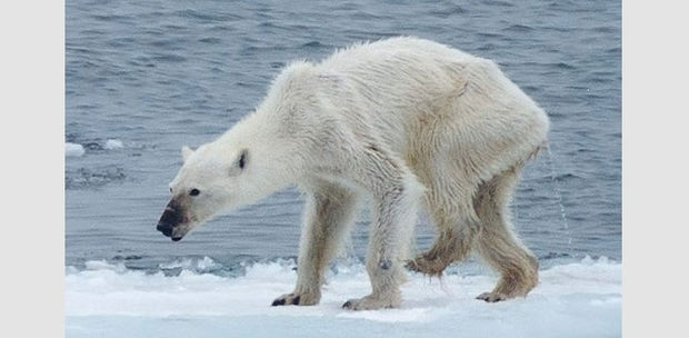 취재후] “교과서에 북극곰은 이제 그만 등장했으면 합니다”