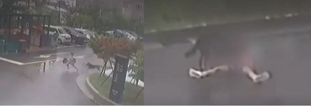 지난 7월 11일 울산의 한 아파트 단지 내에서 초등학생이 개에 물려 크게 다치는 사고가 일어났다. 개는 2분간 쓰러진 아이의 목과 팔다리 등을 집요하게 물었다. (사진 출처=보배드림 영상 캡처)