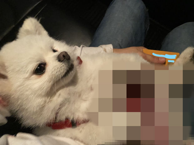사고 직후 복부가 심하게 훼손된 A 씨 반려견 모습
