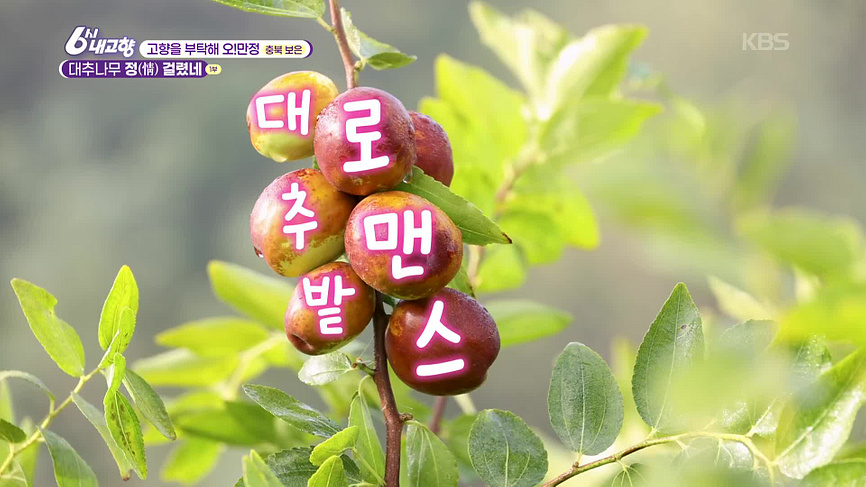6시 내고향 오만정 충북 보은 1부 공식 화면