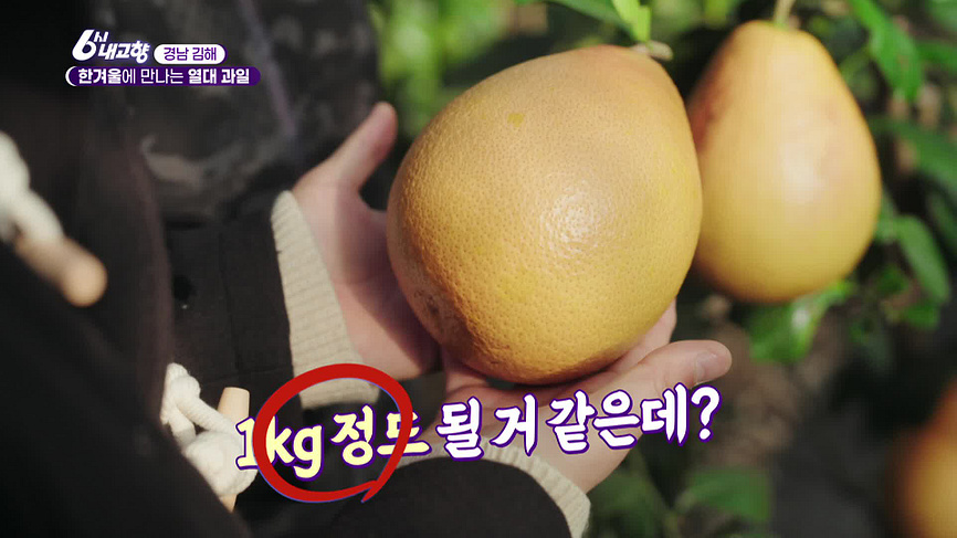 [8203회] 6시 내고향 - KBS