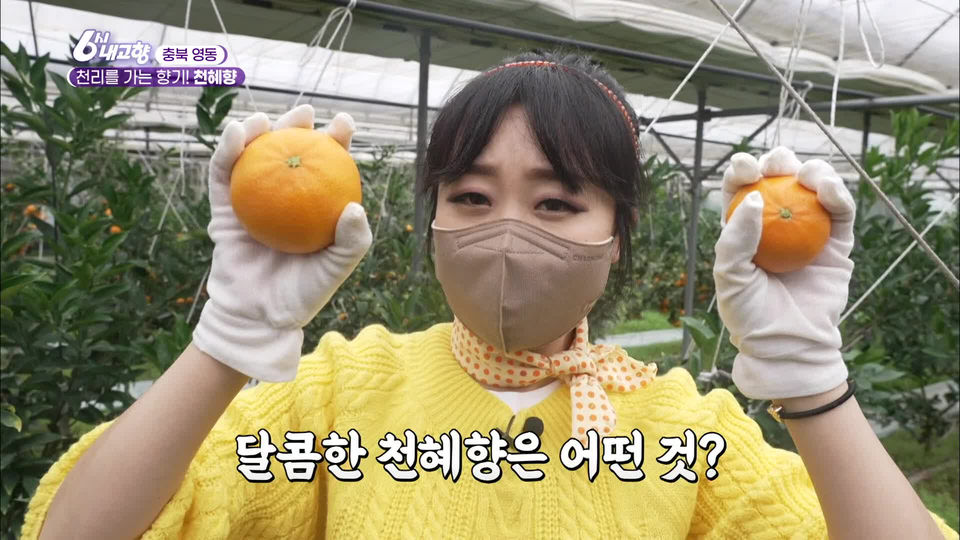 [7468회] 6시 내고향 - KBS