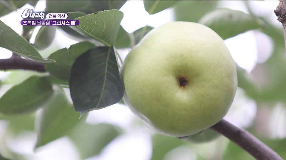 [8132회] 6시 내고향 - KBS