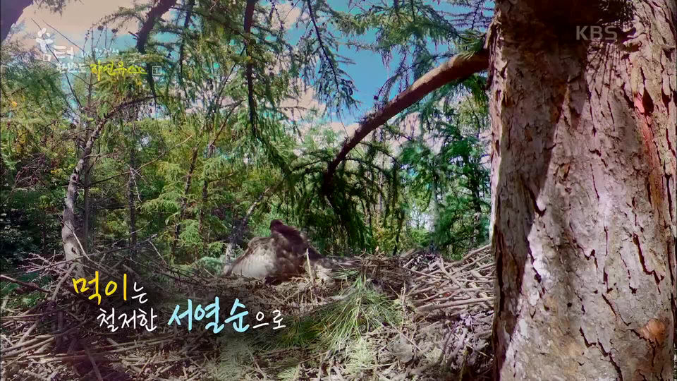[1152회] UHD 숨터 - KBS